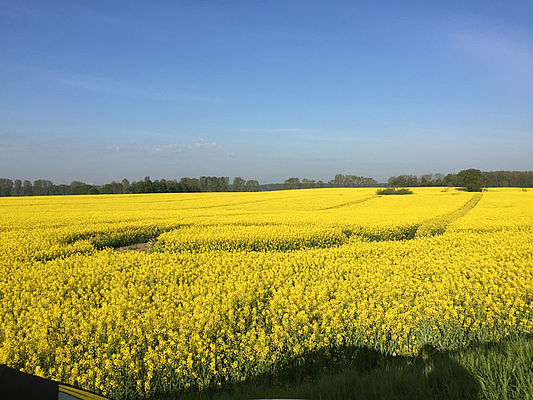 Rapsblüte in Schleswig-Holstein